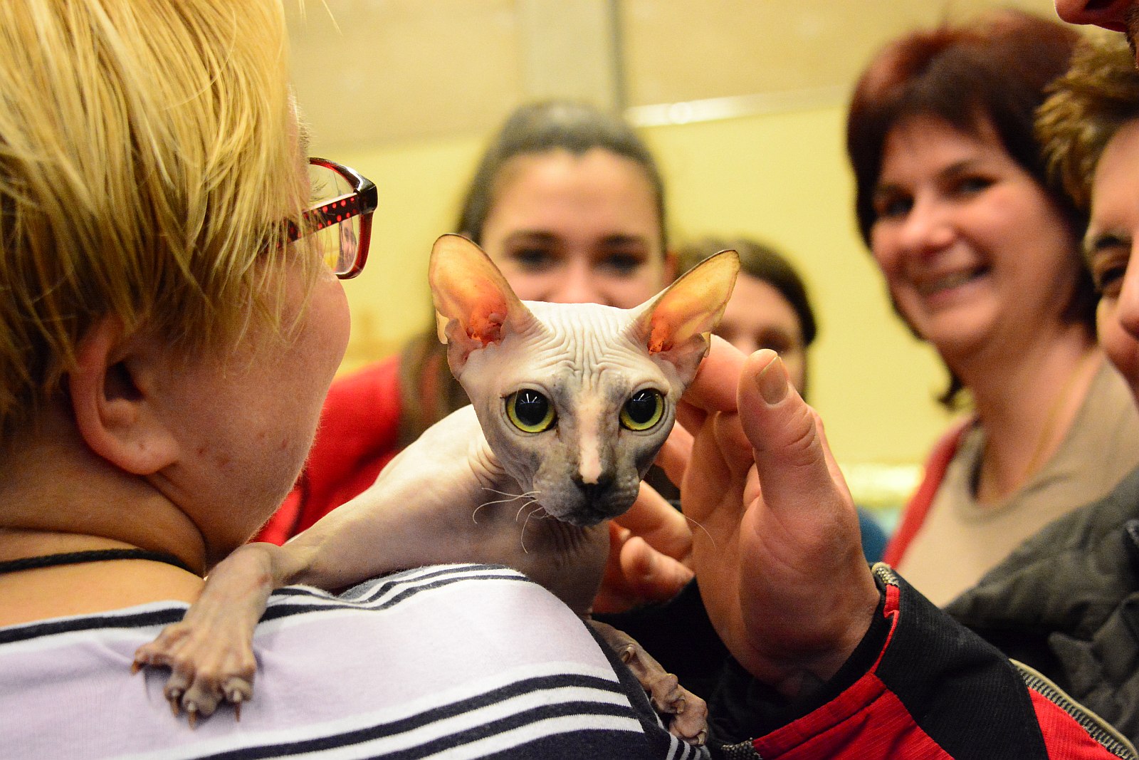 Nemzetközi macskakiállítás lesz az év utolsó három napján Székesfehérváron