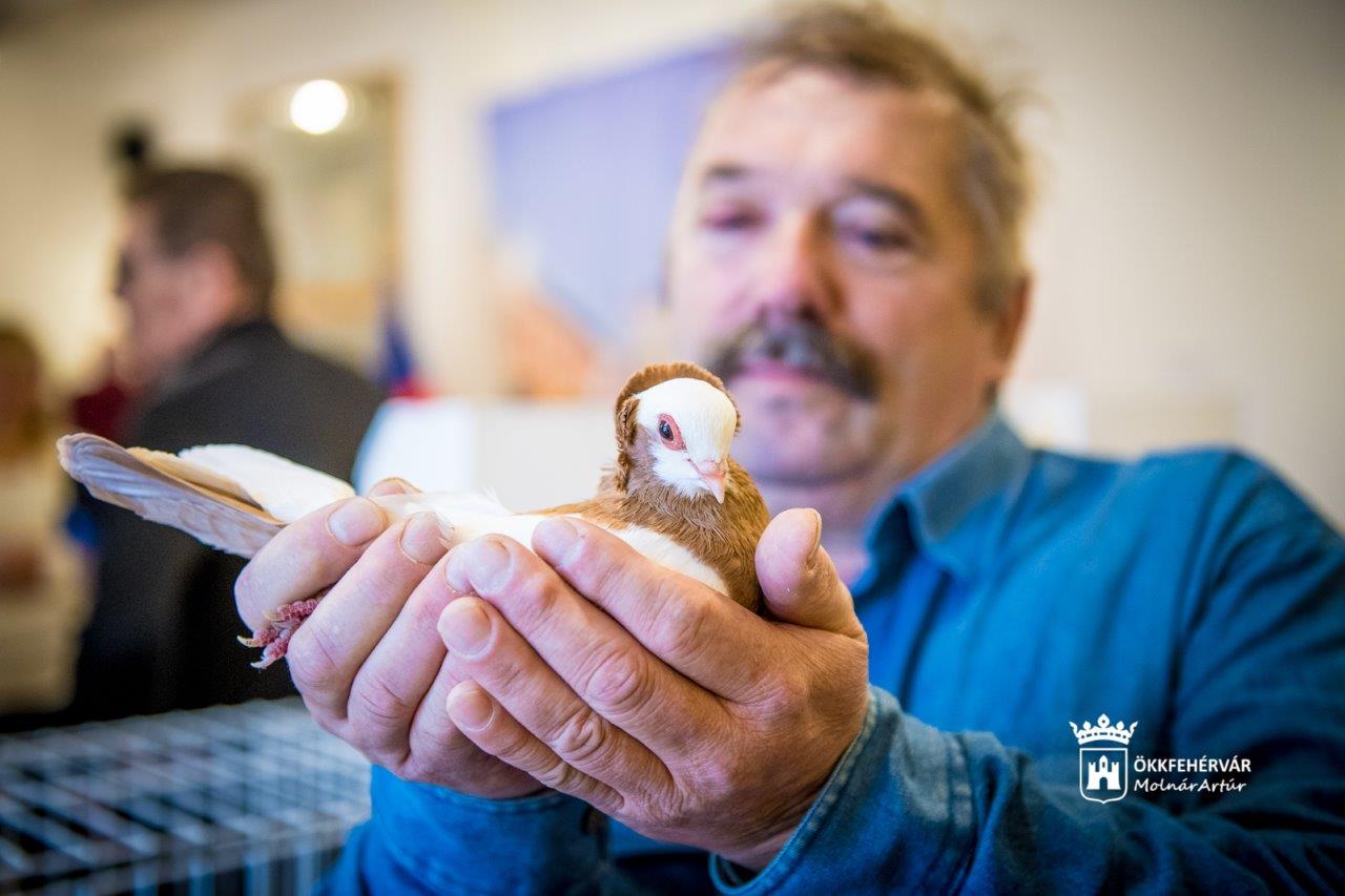 Óriásnyulak, bukógalambok és egzóták is lesznek az év legnagyobb kisállat kiállításán