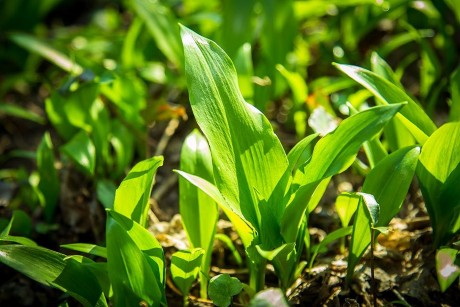 Tavaszi vitaminsaláta, medvehagyma pesto és online túra a Herbarius programok között