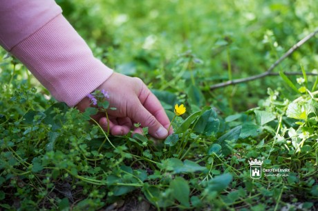 Szörpök, saláta, teák - gyűjthető a zamatos turbolya, a tyúkhúr és a nagy csalán is
