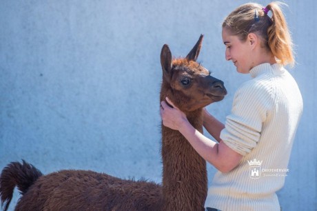 Óvintézkedésekkel a hét minden napján nyitva tart a Börgöndpusztai Állatsimogató