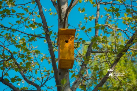 A természetvédelmi területek mellett több ponton helyeznek ki költőládákat és odúkat