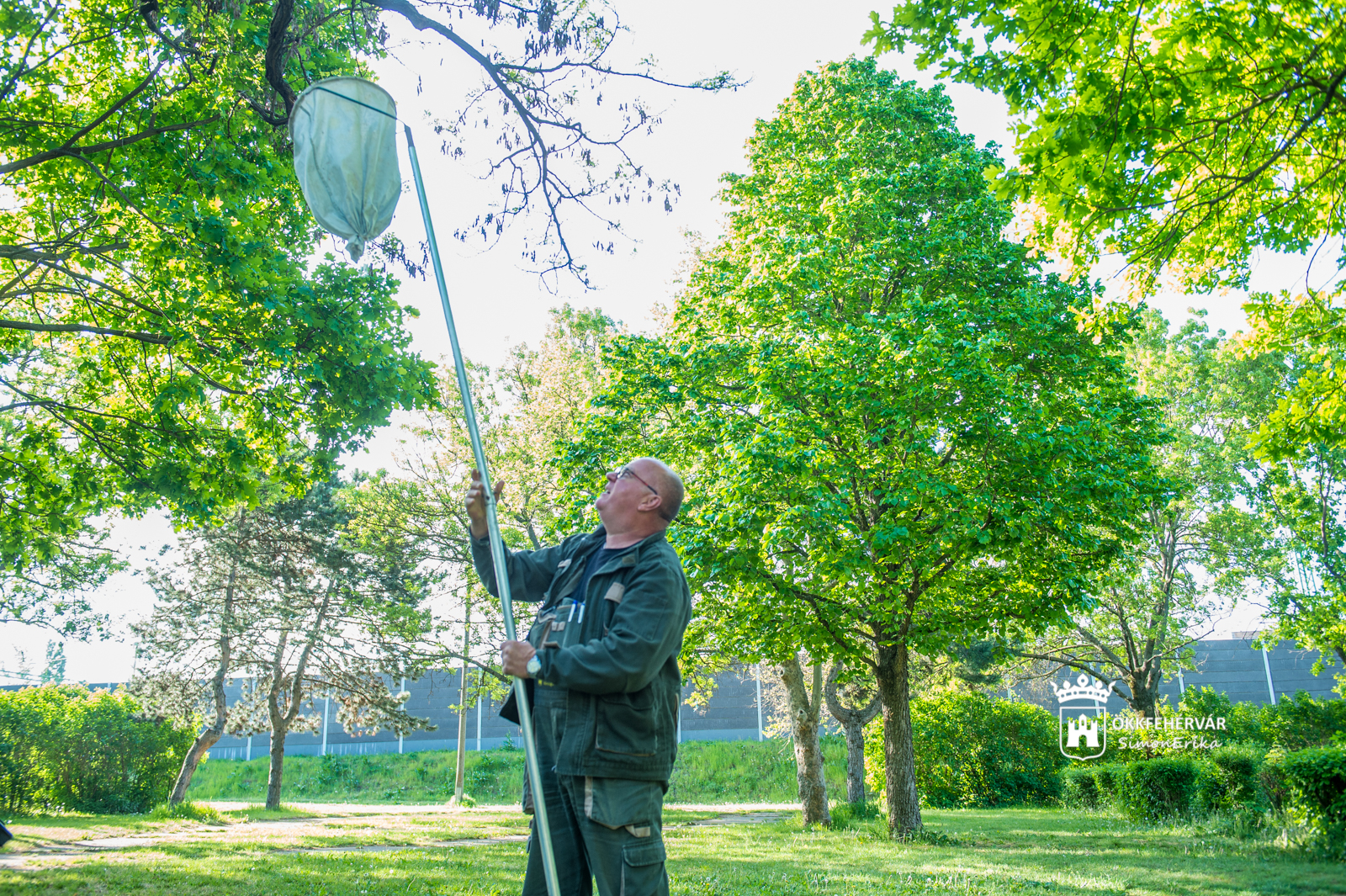 Méhek a városban - hogyan mentsük meg őket?
