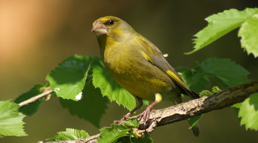 Madárfát készíthetünk a közelgő világnap alkalmából