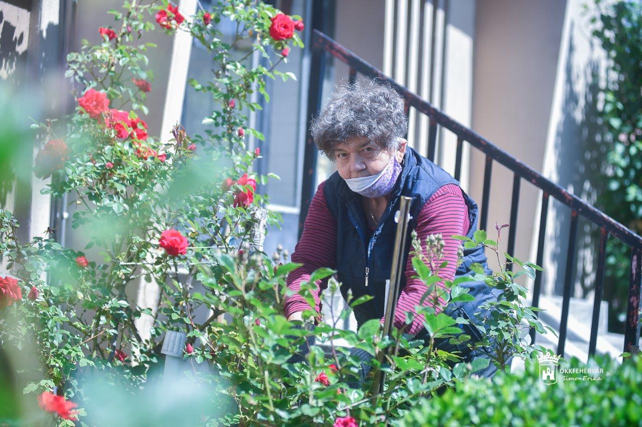 Zöldülő Szedreskert - virágba borultak a társasházi kiskertek