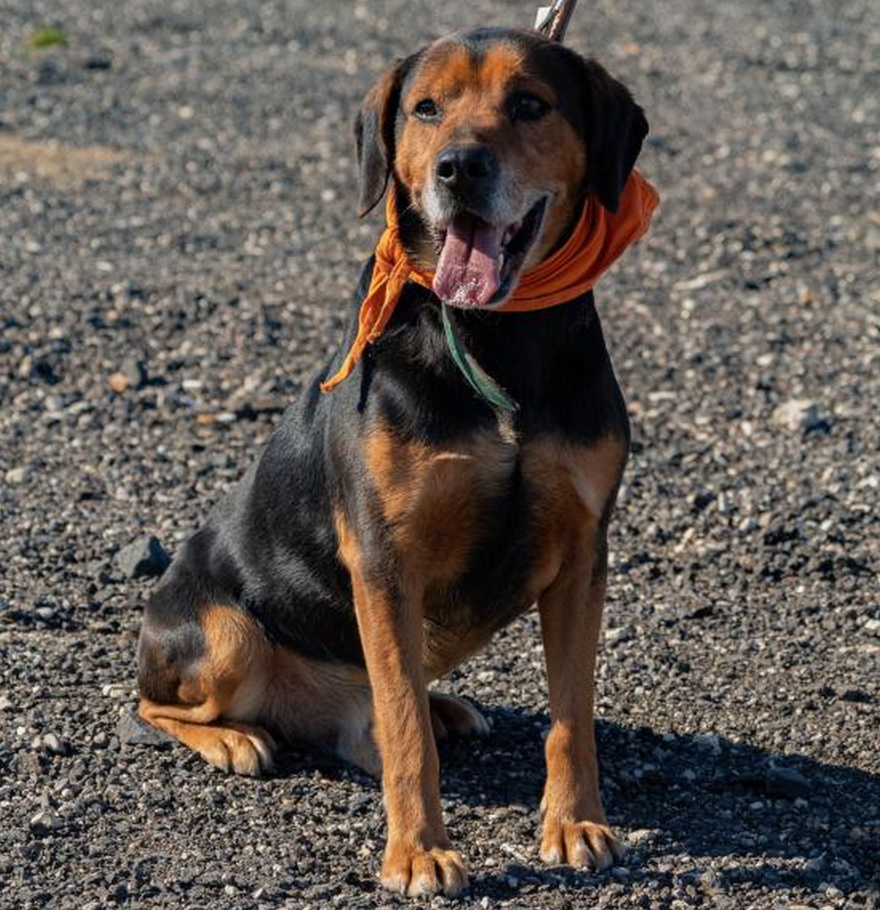 Játékosan tesztelheti memóriáját a Fehérvári Állatotthon honlapján