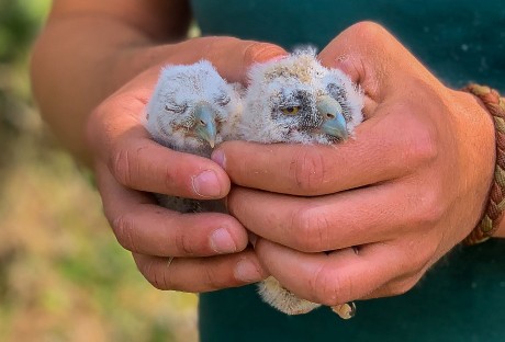 Az Év Madara 2020 - kikeltek a fülesbagoly fiókák a Sóstó Természetvédelmi Területen