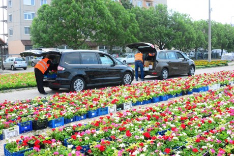 Virágos Székesfehérvár - 214 ezer növényt oszt ki a Városgondnokság