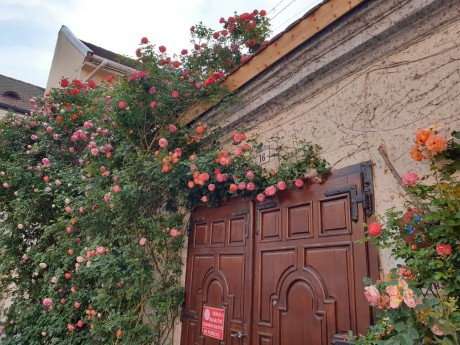 Szerencsétlen baleset okozta a rózsa pusztulását a fehérvári rózsás házon