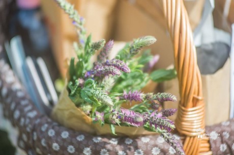 Kakukkfű, zsálya és menta Bakonykútiból - gyógynövénytúra indul vasárnap