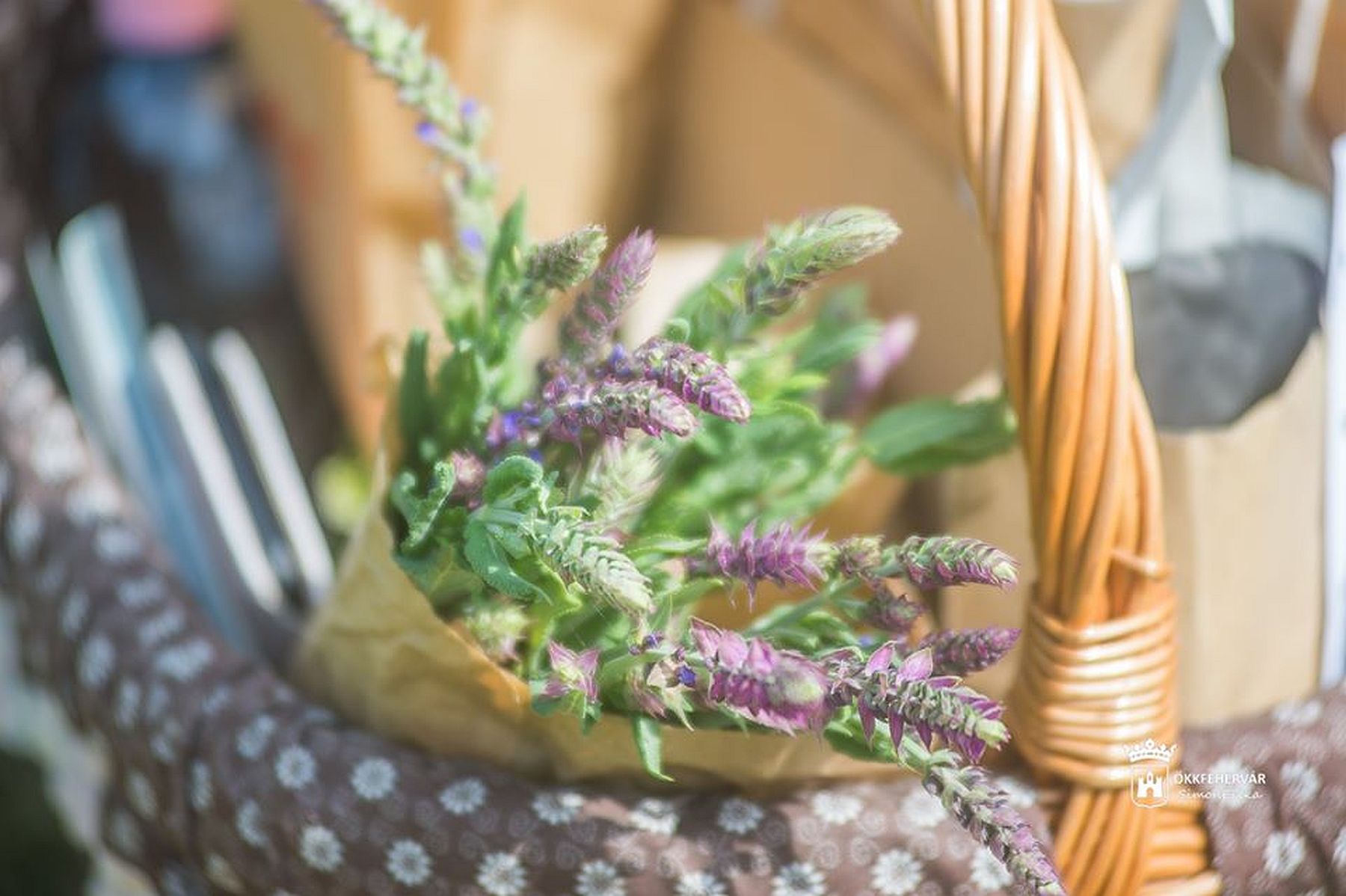 Kakukkfű, zsálya és menta Bakonykútiból - gyógynövénytúra indul vasárnap