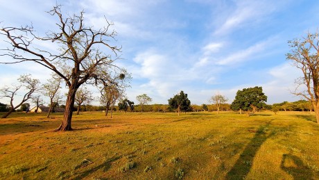 Kakukkfű, zsálya, menta és bodza - Csalára indul gyógynövénytúra pünkösdhétfőn