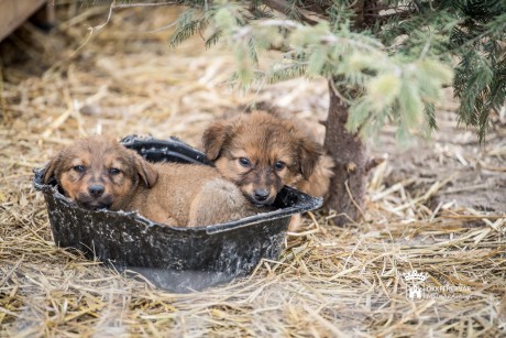 Pozitív tapasztalatokat szereztek a FEMA Állatmentők a rendkívüli időszakban