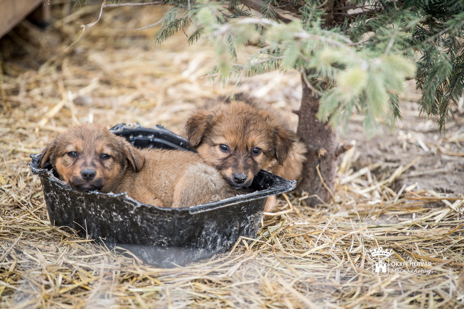 Pozitív tapasztalatokat szereztek a FEMA Állatmentők a rendkívüli időszakban