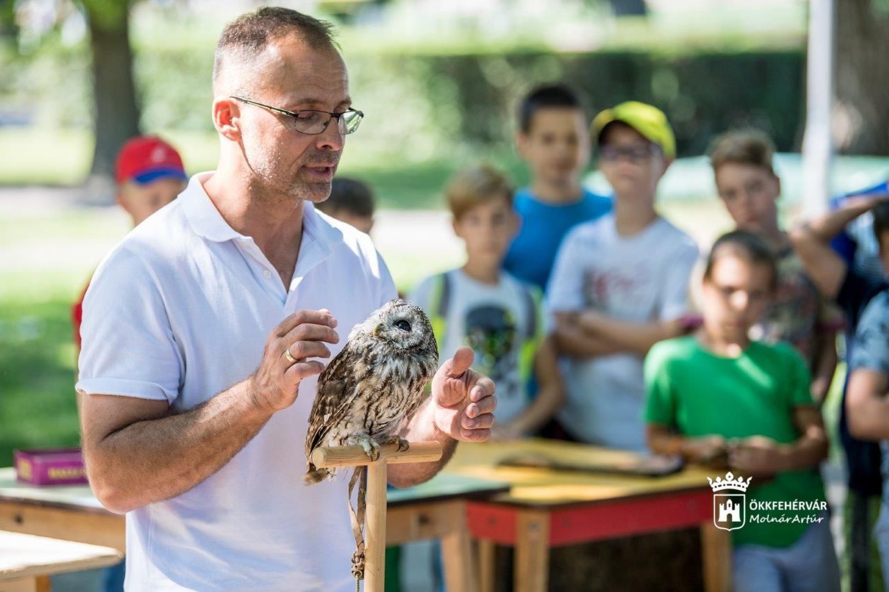 Virtuális örökbefogadási program a Vadmadárkórházban