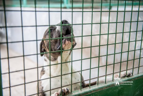 Változások a HEROSZ Állatotthon nyitva tartásában