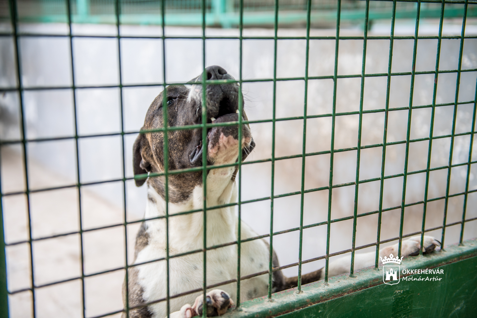 Változások a HEROSZ Állatotthon nyitva tartásában