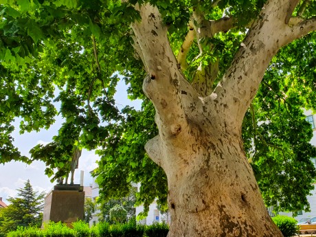 Belvárosi öreg platán és öreghegyi hárs - matuzsálemek Fehérváron