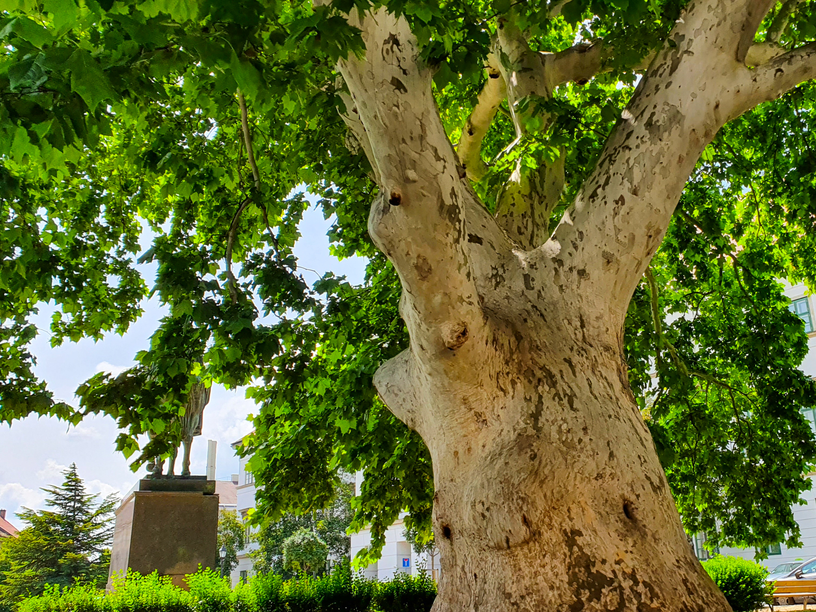 Belvárosi öreg platán és öreghegyi hárs - matuzsálemek Fehérváron