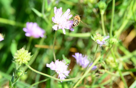 Vadvirágos Ökotúra indul szombaton a Sóstó Látogatóközpontból