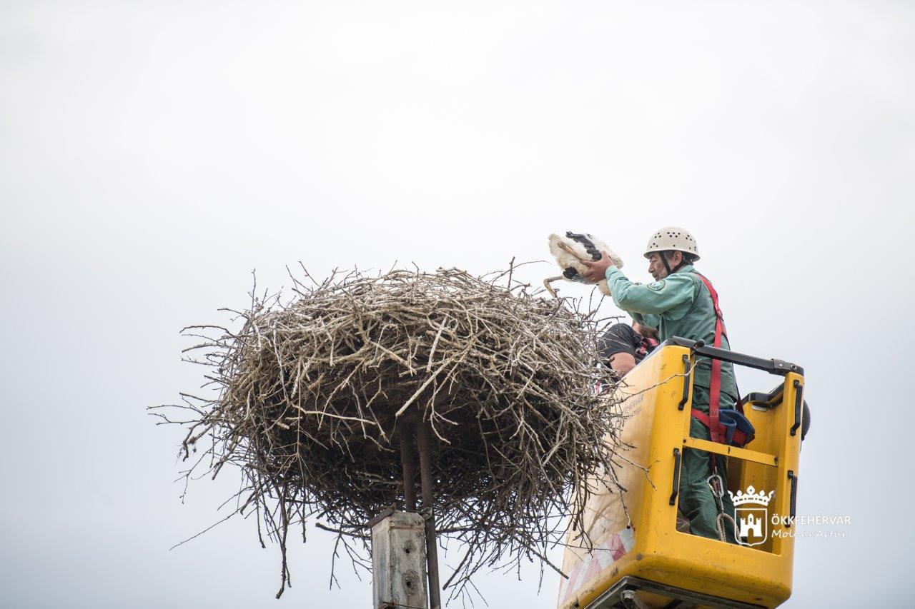 A Szárazréten és a Maroshegyen is meggyűrűzték a kisgólyákat