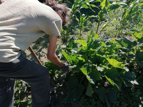 Zöldellő kertek - öngondoskodó háztartások a Székesfehérvári Egyházmegyében
