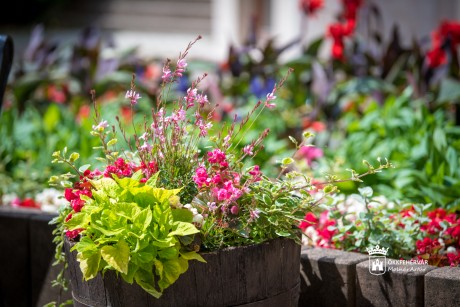 Virágözön - kannarózsák és begóniák színezik a Kossuth-udvart