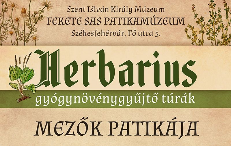 A mezők patikája - gyógynövény túra vasárnap Lencsés Ritával
