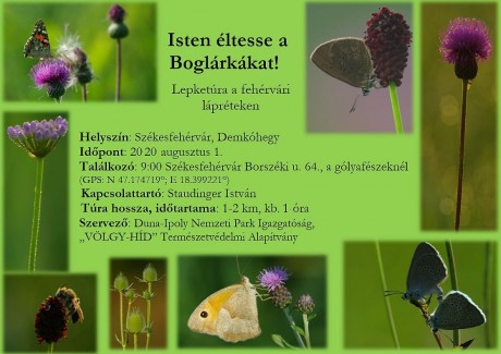 Szombaton délelőtt lesz a Boglárka-napi lepketúra a Maroshegyen