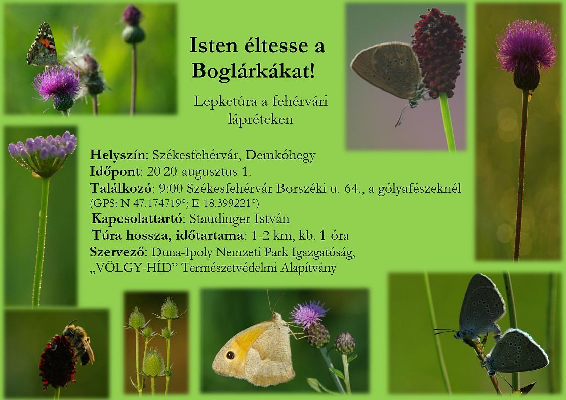 Szombaton délelőtt lesz a Boglárka-napi lepketúra a Maroshegyen