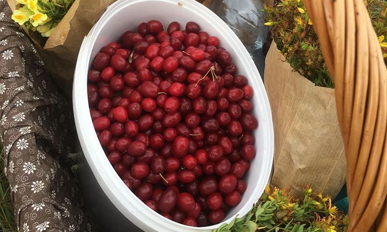 Somgyűjtéssel folytatódnak vasárnap a Herbarius programok