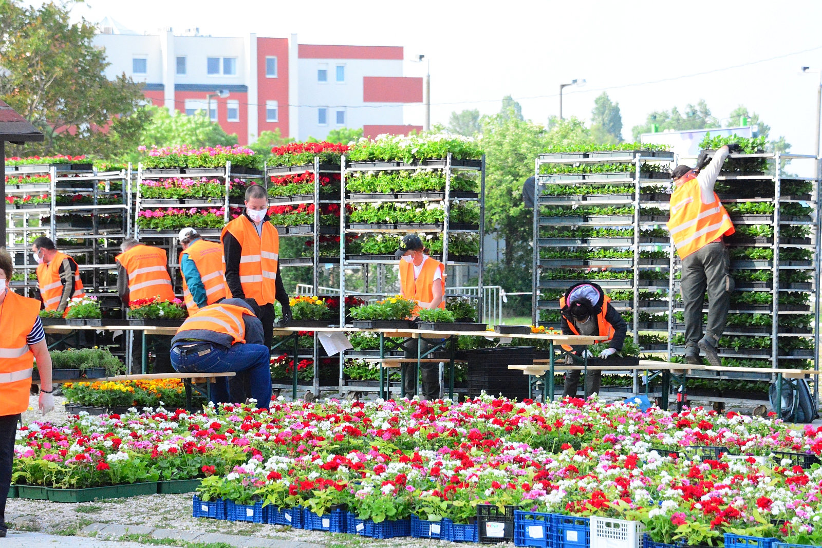 Virágos Székesfehérvár - minden eddigi rekordot megdöntött a jelentkezők száma