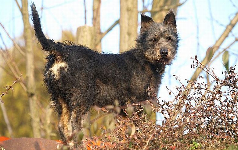 Október 31-ig kell leadni az ebösszeíró lapokat