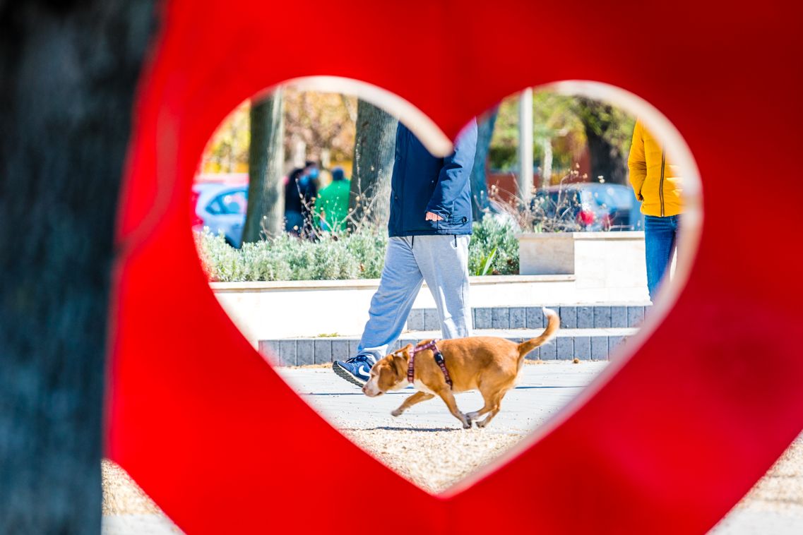 500 méteren belül este nyolc után is lehet kutyát sétáltatni