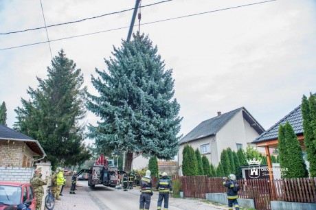 Székesfehérvári ezüstfenyő az ország karácsonyfája