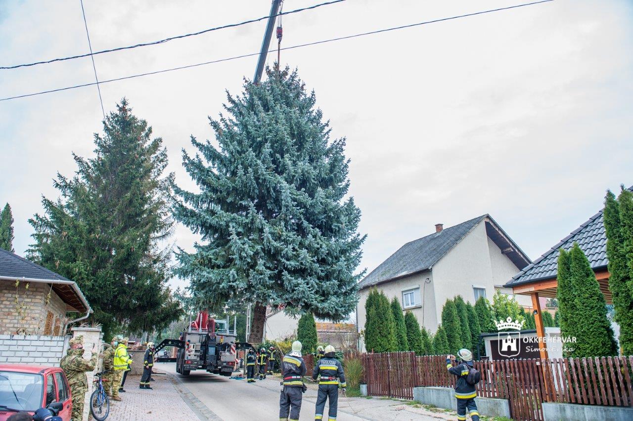 Székesfehérvári ezüstfenyő az ország karácsonyfája