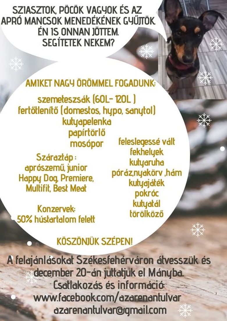 Pöcike kutya gyűjt az Apró Mancsok Menedéke számára