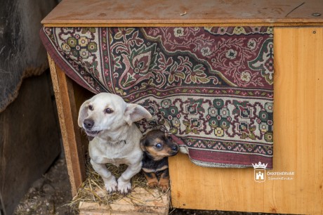 Az ASKA Állatmenhelyen is gyűjtik az adományokat
