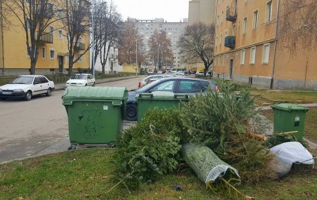 Elviszik a szolgáltató a kukák mellé kihelyezett fenyőfákat Székesfehérváron