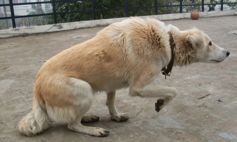 A korlátozások ellenére is sok kutya veszett el szilveszterkor Fehérváron