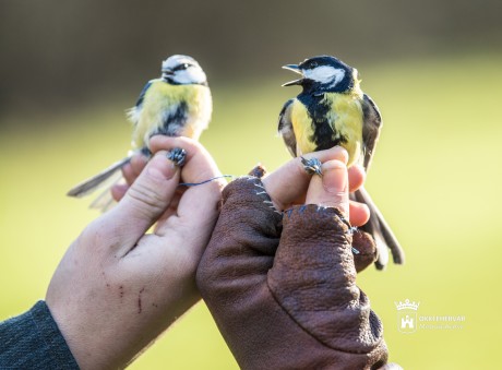 Cinegéket, sárgafejű királykát és őszapót is gyűrűztek a Sóstón