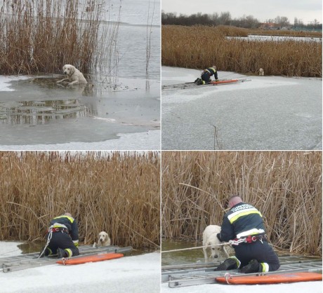 Póráz nélkül sétáltatták - a tűzoltók mentették meg a kutyát a Sóstón