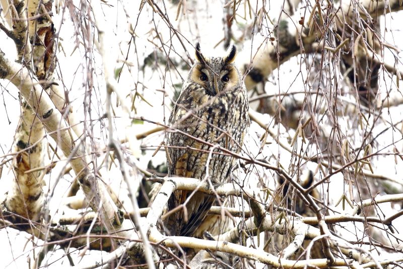 Erdei fülesbaglyokat keresnek - felmérik a telelőhelyeket Fehérváron is