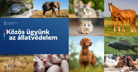 Állatvédelmi társadalmi párbeszéd indult - töltse ki Ön is a kérdőívet