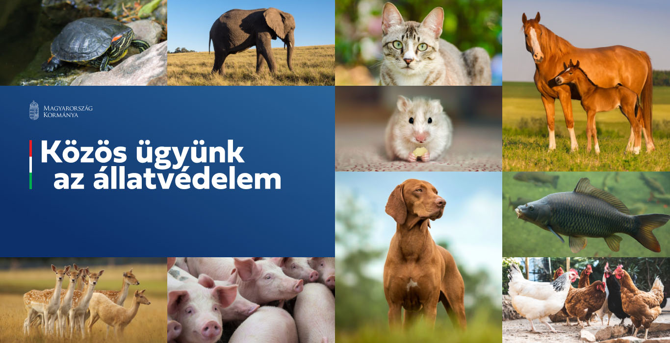 Az állatvédelmi online kérdőív kitöltésére ösztönöznek a fehérvári állatotthonok
