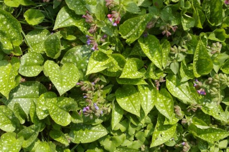 Zsenge medvehagyma és pettyegetett tüdőfű a Bakonyban