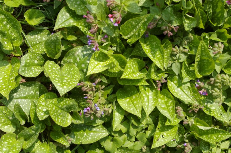 Zsenge medvehagyma és pettyegetett tüdőfű a Bakonyban