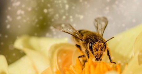 Totójátékot hirdet az Aranybulla Könyvtár a beporzók napja alkalmából