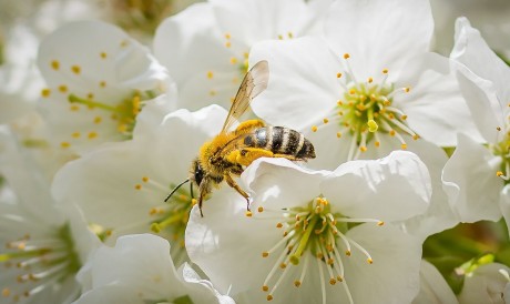 Kedd éjfélig lehet kitölteni a beporzók napja totójátékot