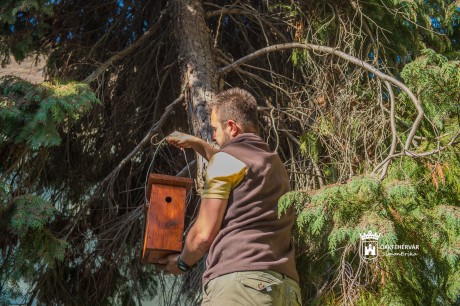 Madárbarát Fehérvár - új madárodúk a Városháza udvarán